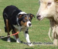 Astra Kita, Tricolour Border Collie